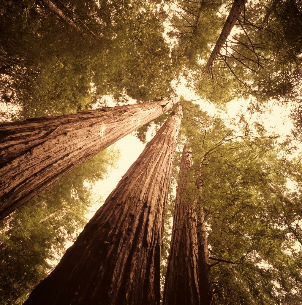 Redwood trees 