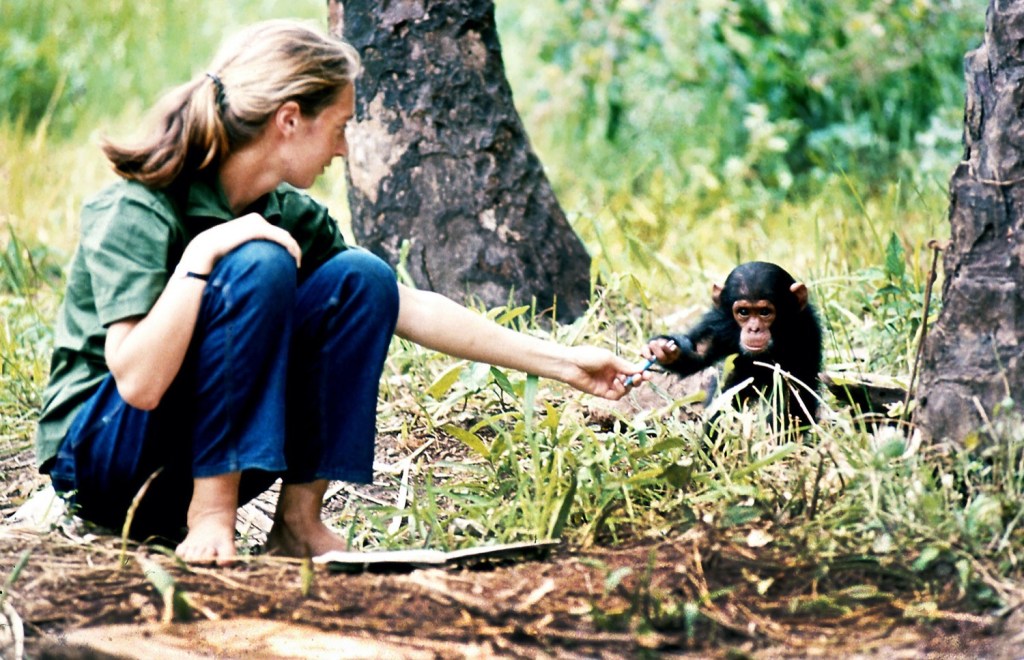 Jane Goodall with a baby chimpanzee